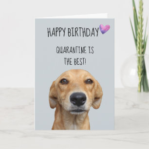 コロナウイルス自粛中の犬からお誕生日のメッセージ カード