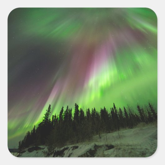 コロナオーロラ スクエアシール (正面)