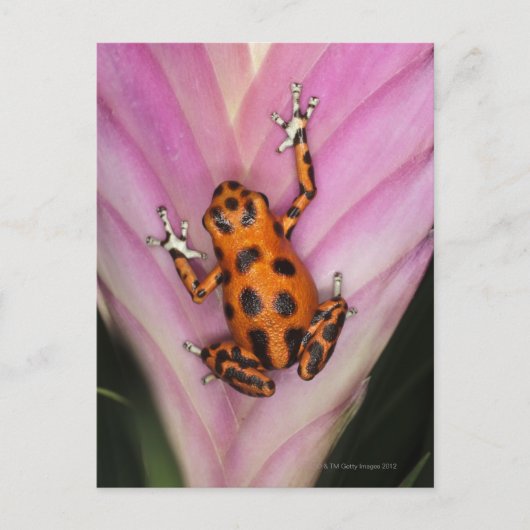 コロニアイルダーツフロッグ,オファガパミリオ ポストカード (正面)