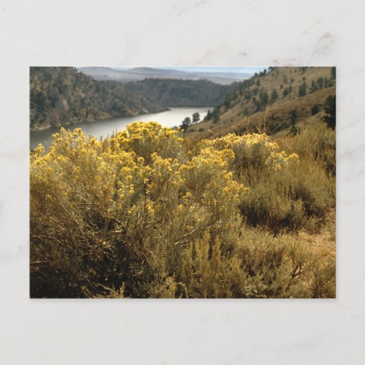 コロラカラフルドキャニオンブラシはがき ポストカード (正面)