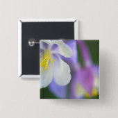 コロラドのオダマキ（植物）の花。 缶バッジ (正面&裏面)