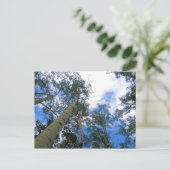 コロラドの空 アスペン越しに ポストカード (スタンド正面)