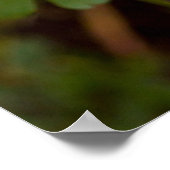 コロラドオダマキ(植物) ポスター (角)