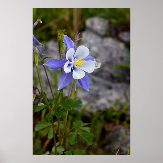 コロラドオダマキ(植物) ポスター (正面)