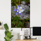 コロラドオダマキ(植物) ポスター (ホームオフィス)