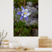 コロラドオダマキ(植物) ポスター (キッチン)