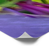 コロラドオダマキ(植物)ポスター ポスター (角)