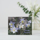 コロラドオダマキ（植物） ポストカード (スタンド正面)