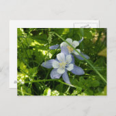 コロラドオダマキ（植物） ポストカード (正面/裏面)