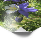 コロラドオダマキ(植物)写真の拡大 フォトプリント (角)