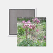 コロラドオダマキ(植物)磁石 マグネット (正面/裏面)