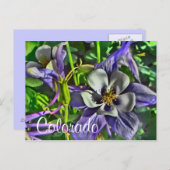 コロラドオダマキ(植物)葉書 ポストカード (正面/裏面)