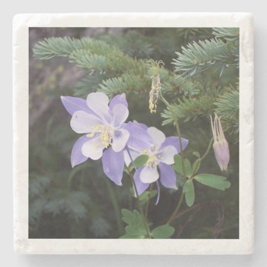 コロラドオダマキ（植物）4"x4"マーブルコースター ストーンコースター (正面)