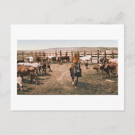 コロラドカウボーイ1904 ポストカード (正面)