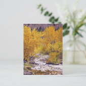 コロラドカラフル州モリソンの秋の《植物》アスペンツリー ポストカード (スタンド正面)