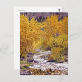 コロラドカラフル州モリソンの秋の《植物》アスペンツリー ポストカード (正面/裏面)