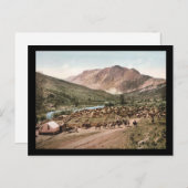 コロラドキャトルラウンドアップ1897 ポストカード (正面/裏面)