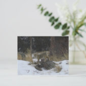 コロラドスノーコヨーテ ポストカード (スタンド正面)