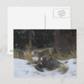コロラドスノーコヨーテ ポストカード (正面/裏面)