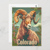コロラドビグーンシープヴィンテージ ポストカード (正面/裏面)