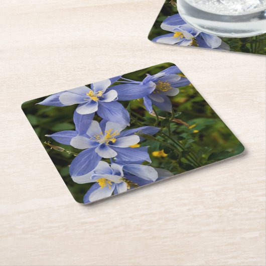 コロラドブルーオダマキ(植物)ニアテルリドコロラド スクエアペーパーコースター (アングル)