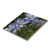 コロラドブルーオダマキ（植物）ニアテルリドコロラド タイル (側面)