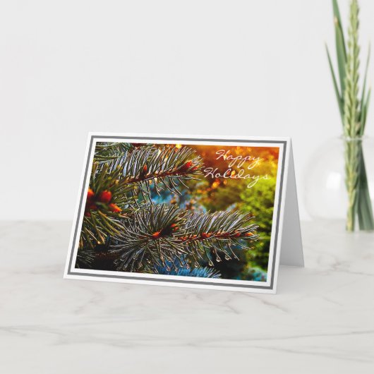 コロラドブルースプルース カード (正面)