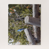 コロラドマウンテンブルーバード – 16x20 - 520個 ジグソーパズル (縦)