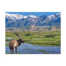 コロラドロッキーマウンテンズエルク