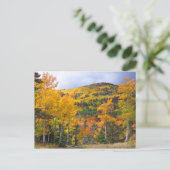 コロラドロッキーマウンテンズ《植物》アスペンツリーズ秋リーフ ポストカード (スタンド正面)