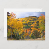 コロラドロッキーマウンテンズ《植物》アスペンツリーズ秋リーフ ポストカード (正面/裏面)