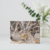 コロラドロッキーマウンテンチプムンク ポストカード (スタンド正面)