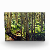 コロラドロッキーマウンテン《植物》アスペンツリー フォトブロック (正面)