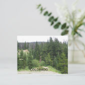 コロラド山脈の常緑樹 ポストカード (スタンド正面)