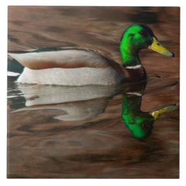 コロラド川のタイルのアヒル タイル