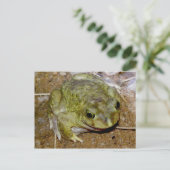 コロラド川トアドブフォーアルバリウス ポストカード (スタンド正面)