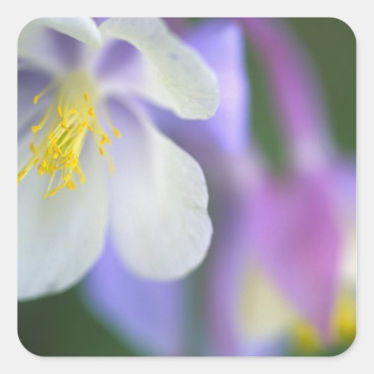 コロラド州のオダマキの花のクローズアップ。 スクエアシール (正面)