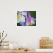 コロラド州のオダマキの花のクローズアップ。 ポスター (キッチン)