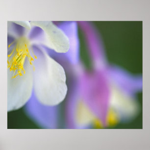 コロラド州のオダマキの花のクローズアップ。 ポスター