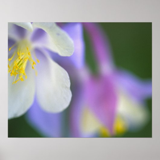 コロラド州のオダマキの花のクローズアップ。 ポスター (正面)