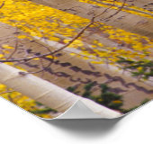 コロラド州のケブラー峠の秋の《植物》アスペン。 ポスター (角)