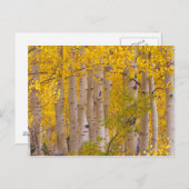 コロラド州のケブラー峠の秋の《植物》アスペン。 ポストカード (正面/裏面)