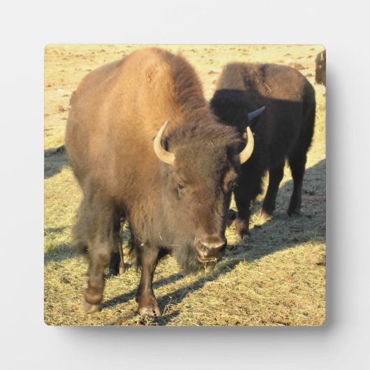 コロラド州のバイソン フォトプラーク (正面)