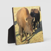 コロラド州のバイソン フォトプラーク (正面)