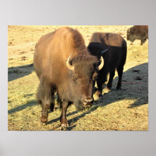 コロラド州のバイソン ポスター (正面)