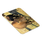 コロラド州のバイソン マグネット (右側)