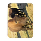 コロラド州のバイソン マグネット (縦)