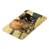 コロラド州のバイソン マグネット (左側)