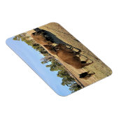 コロラド州のバイソン マグネット (右側)