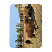 コロラド州のバイソン マグネット (縦)